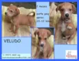 Veludo Bebezinho