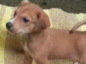 Cachorro raça  idade 2 a 6 meses nome Veludo Bebezinho