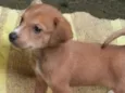 Veludo Bebezinho