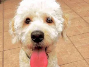 Cachorro raça  idade 1 ano nome Bob Peludo