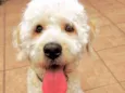 Bob Peludo