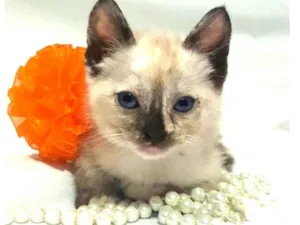 Gato raça  idade 2 a 6 meses nome Miah