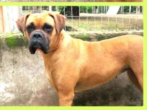 Cachorro raça Boxer  idade 1 ano nome Zaira 