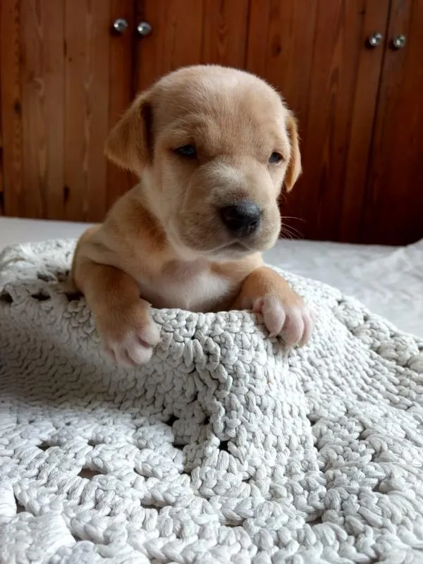 Cachorro raça vira-lata idade 2 a 6 meses nome Boris