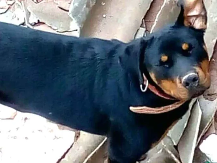 Cachorro ra a Rottweiler  idade 7 a 11 meses nome Zeus 
