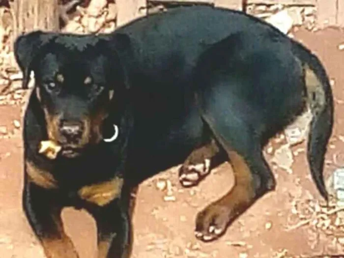 Cachorro ra a Rottweiler  idade 7 a 11 meses nome Zeus 