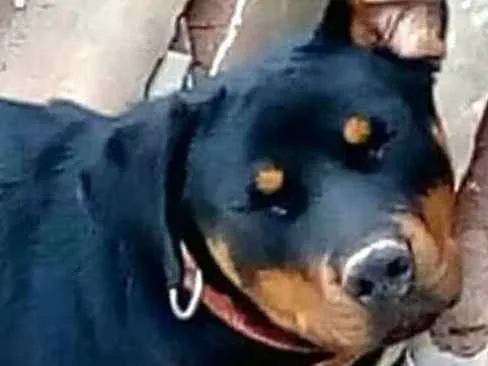 Cachorro ra a Rottweiler  idade 7 a 11 meses nome Zeus 