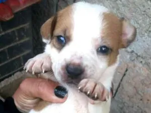 Cachorro raça Srd  idade Abaixo de 2 meses nome Filhotes Sueli