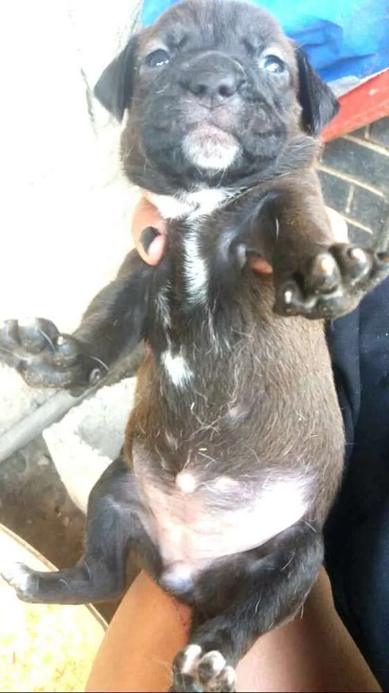 Cachorro ra a Srd  idade Abaixo de 2 meses nome Filhotes Sueli