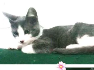 Gato raça  idade 2 a 6 meses nome Greta