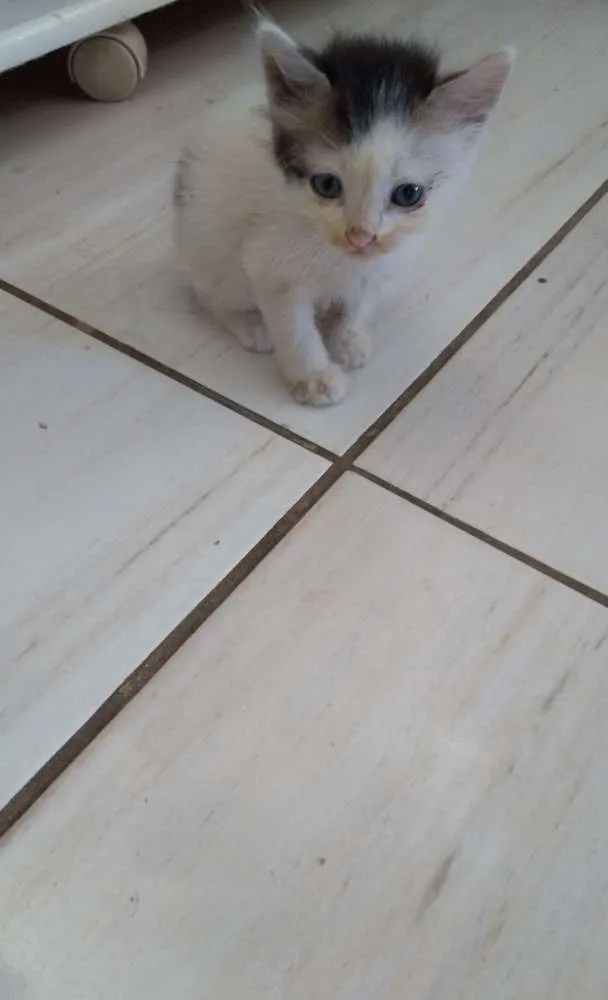 Gato raça Angorá mestiço idade Abaixo de 2 meses nome Afonso