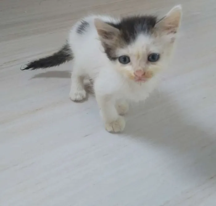 Gato raça Angorá mestiço idade Abaixo de 2 meses nome Afonso
