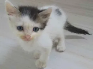 Gato raça Angorá mestiço idade Abaixo de 2 meses nome Afonso
