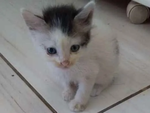 Gato raça Angorá mestiço idade Abaixo de 2 meses nome Afonso