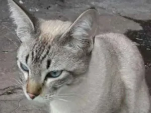 Gato raça SIAMES RAJADO idade 7 a 11 meses nome LUCAS