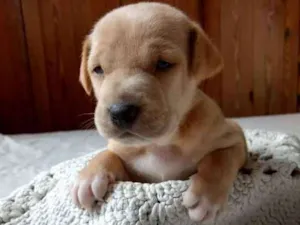 Cachorro raça vira-lata idade 2 a 6 meses nome Boris