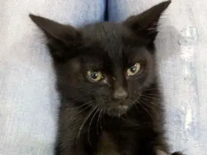 Gato raça Srd idade Abaixo de 2 meses nome Cleo