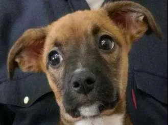 Cachorro ra a Mix Boxer e Border Collie idade 2 a 6 meses nome Luna