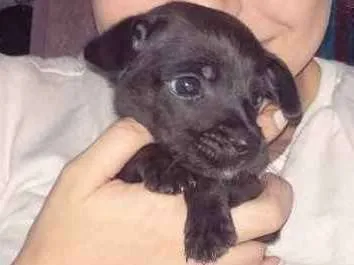 Cachorro ra a Labrador com vira lata idade Abaixo de 2 meses nome Max