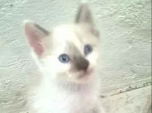 Gato raça siames idade Abaixo de 2 meses nome semnome