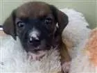Cachorro raça SRD idade 2 a 6 meses nome Julieta