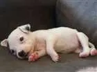 Cachorro raça SRD idade 2 a 6 meses nome Angelina