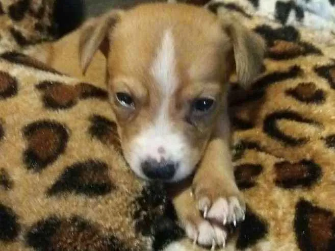 Cachorro ra a SRD idade 2 a 6 meses nome Dunga
