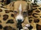 Cachorro raça SRD idade 2 a 6 meses nome Dunga