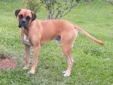 Cachorro raça Boxer idade 1 ano nome Marvim