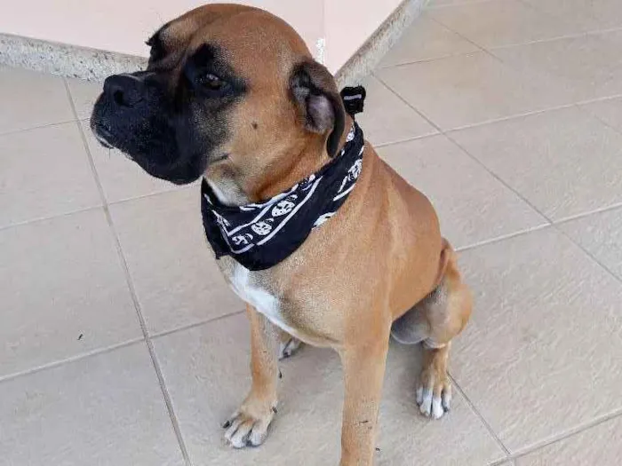 Cachorro raça Boxer idade 1 ano nome Marvim