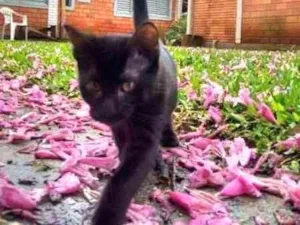 Gato raça SRD idade 7 a 11 meses nome bob