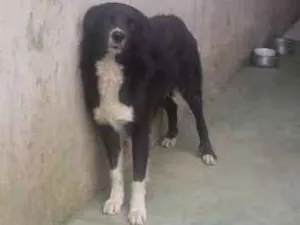 Cachorro raça Border collie idade 2 anos nome Rex
