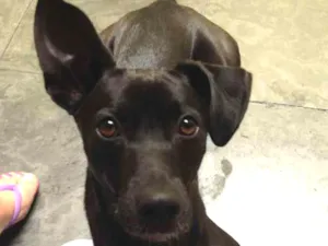 Cachorro raça Sem raça definida idade 2 anos nome Thor