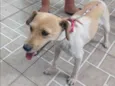 Dafne