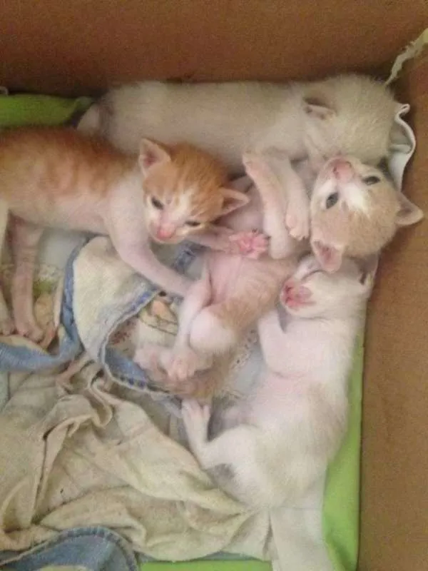 Gato raça vira-lata idade Abaixo de 2 meses nome Ainda sem nome