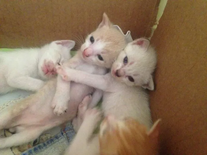 Gato raça vira-lata idade Abaixo de 2 meses nome Ainda sem nome