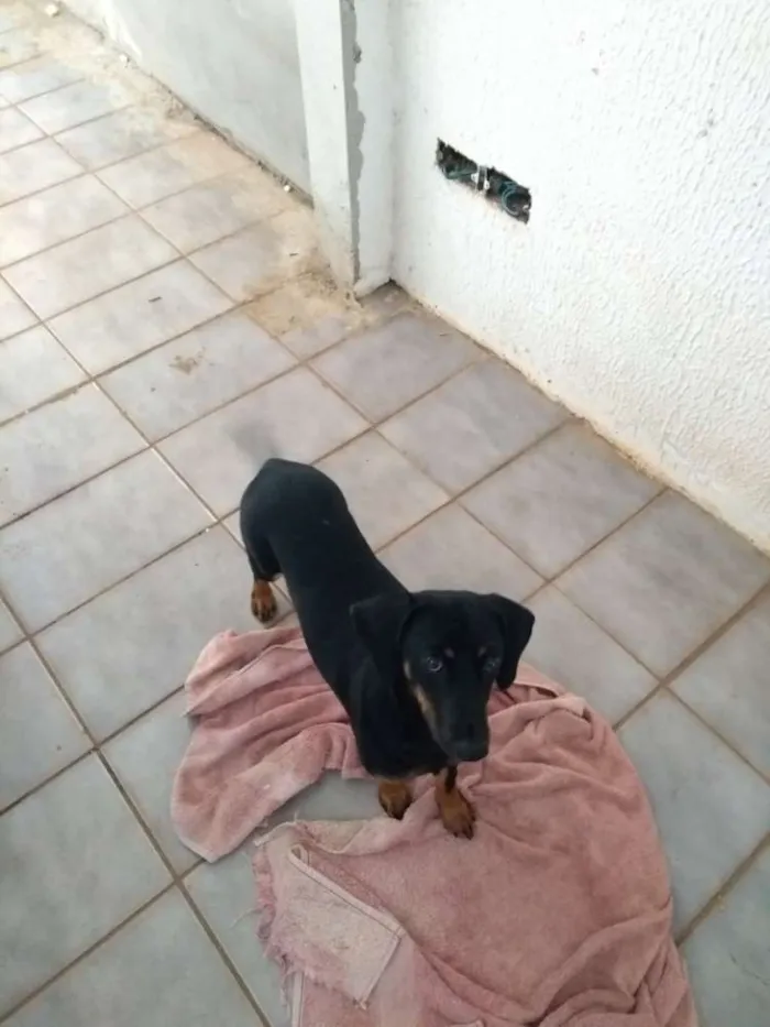 Cachorro ra a SRD idade 7 a 11 meses nome Lili