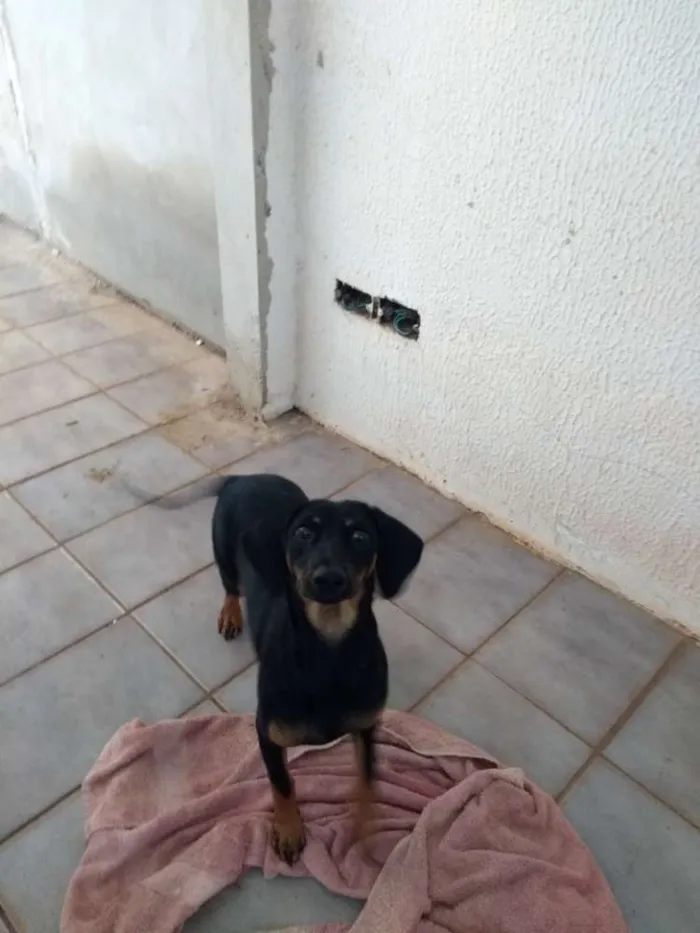 Cachorro ra a SRD idade 7 a 11 meses nome Lili