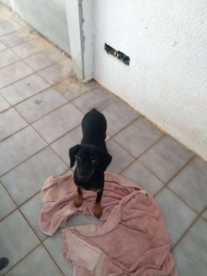 Cachorro ra a SRD idade 7 a 11 meses nome Lili