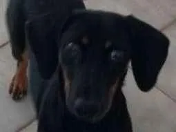 Cachorro ra a SRD idade 7 a 11 meses nome Lili