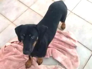Cachorro raça SRD idade 7 a 11 meses nome Lili