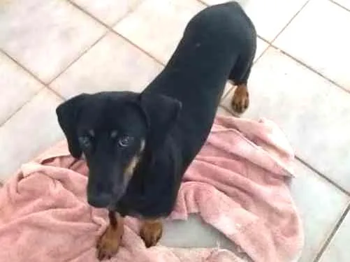 Cachorro ra a SRD idade 7 a 11 meses nome Lili
