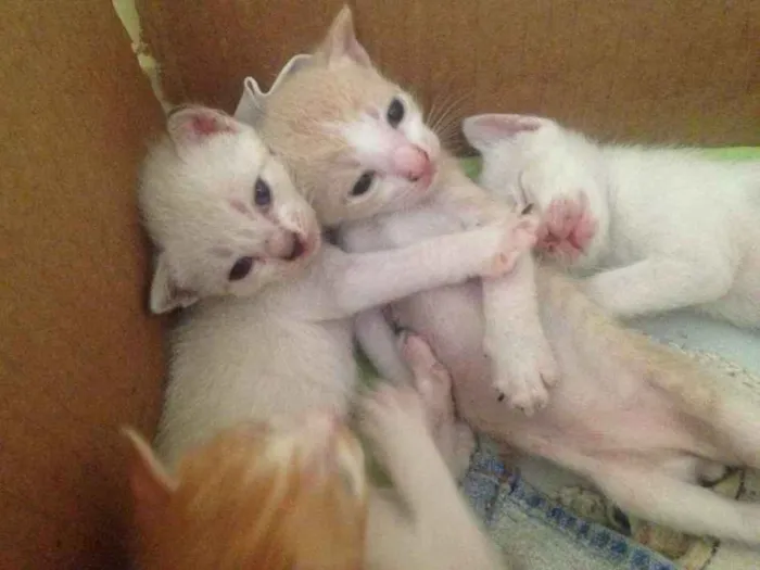 Gato raça vira-lata idade Abaixo de 2 meses nome Ainda sem nome