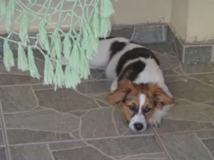 Cachorro raça Indefinida idade 2 a 6 meses nome Ginger