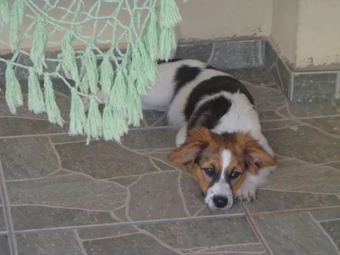 Cachorro ra a Indefinida idade 2 a 6 meses nome Ginger