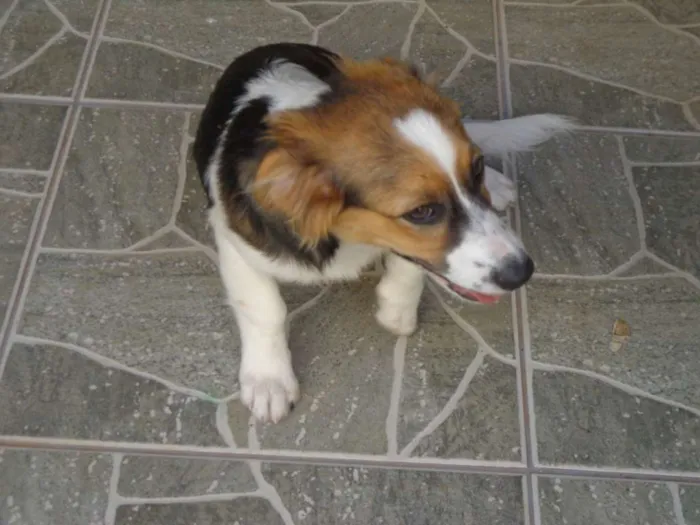 Cachorro ra a Indefinida idade 2 a 6 meses nome Ginger
