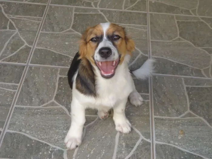 Cachorro ra a Indefinida idade 2 a 6 meses nome Ginger