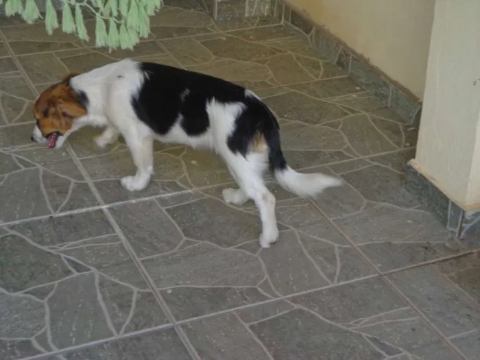 Cachorro ra a Indefinida idade 2 a 6 meses nome Ginger