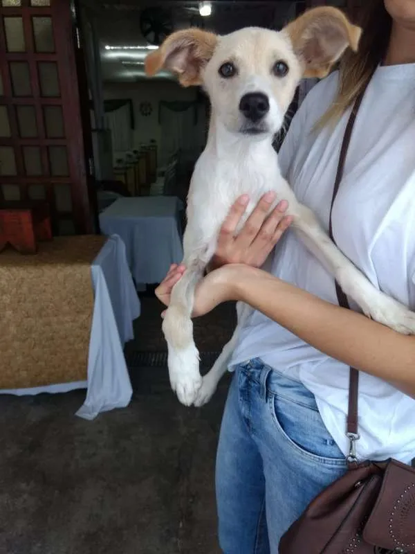 Cachorro ra a Vira Lata idade 2 a 6 meses nome Adote