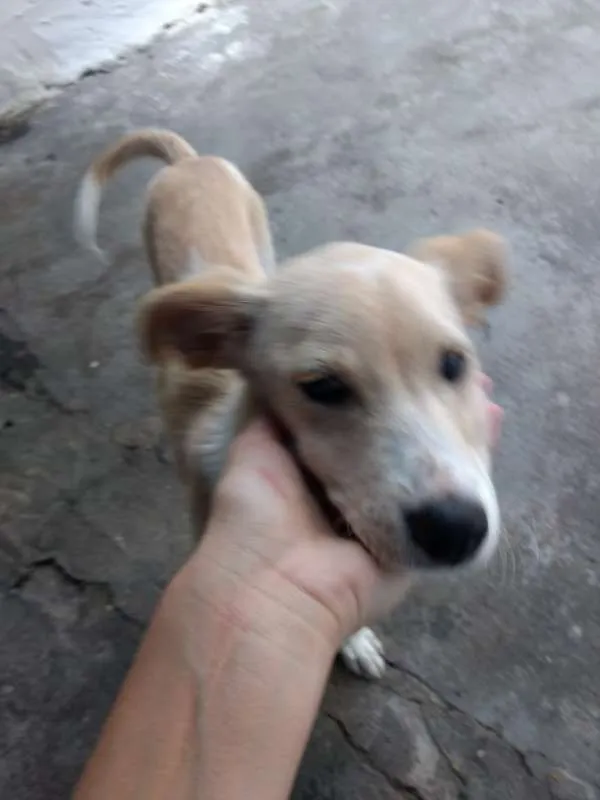 Cachorro ra a Vira Lata idade 2 a 6 meses nome Adote